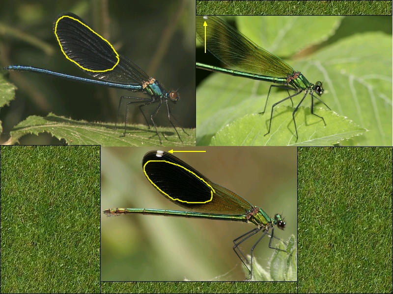 Calopteryx splendens f. faivrei (forma androcroma)